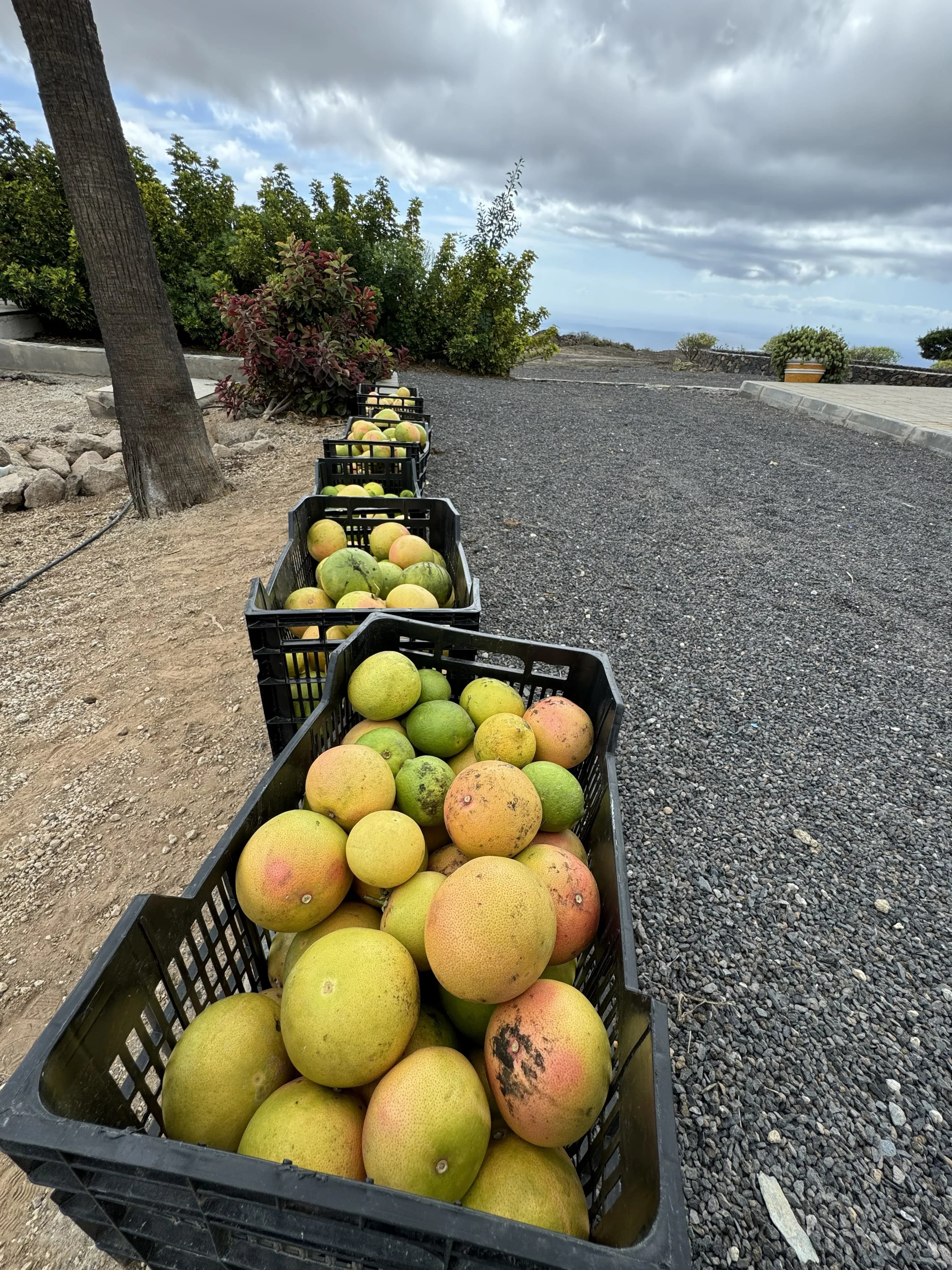 De la huerta al desayuno